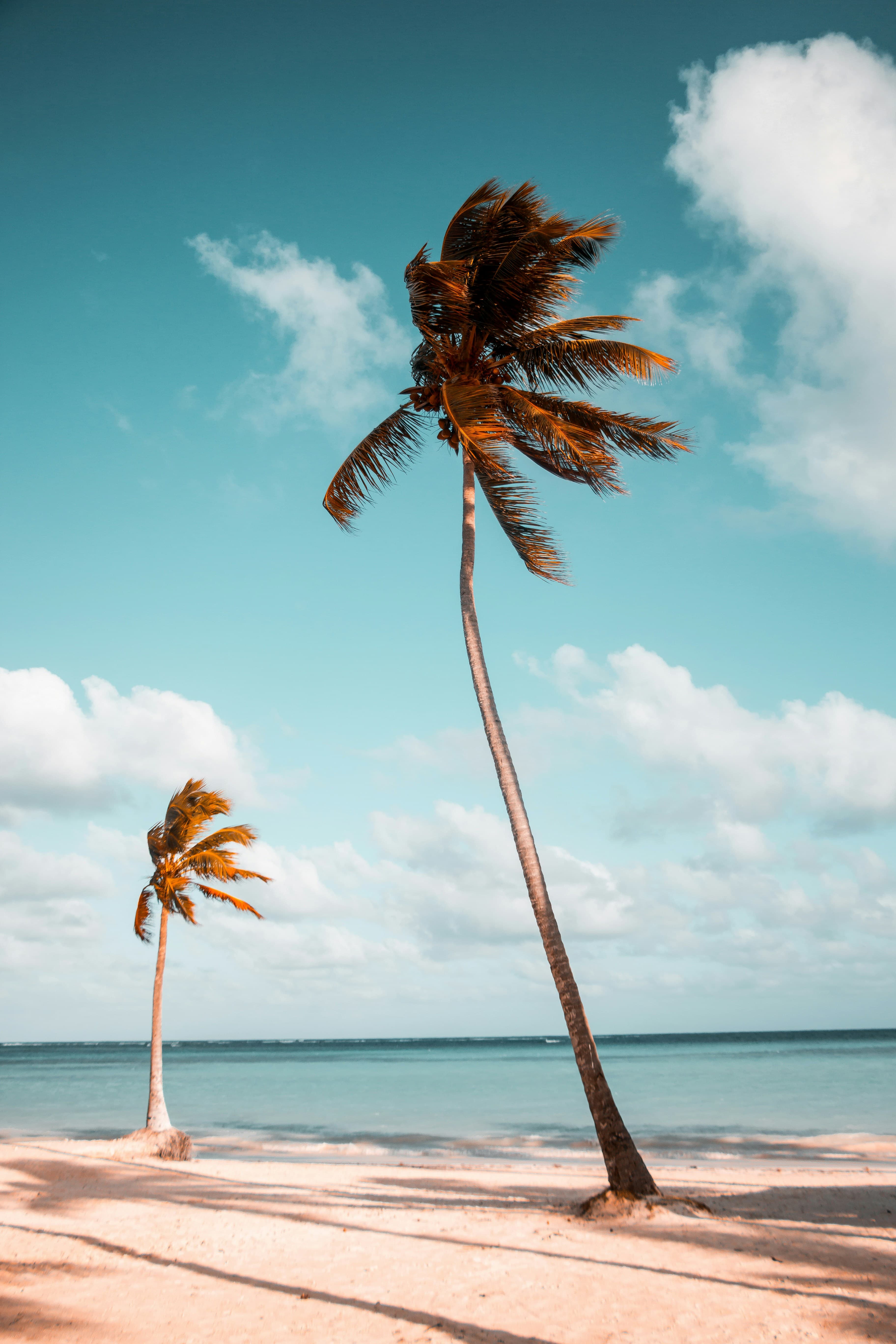 Tropical Beach Paradise